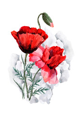 A bouquet of scarlet poppy flowers on a stem with buds and green leaves. Hand drawn watercolor illustration on white background for design of cards, wedding invitations, print, background, textiles.