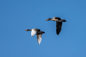 Obraz premium The flying greylag goose, Anser anser is a species of large goose
