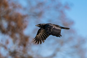 The Common Raven, Corvus corax flying at Kleinhesseloher Lake in Munich, Germany