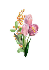 Bouquet of spring flowers of pink tulips with eucalyptus and yellow mimosa branches. Hand drawn watercolor painting on white background for cards, wedding invitations, background, print, textile.