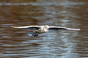 The European Herring Gull, Larus argentatus is a large gull