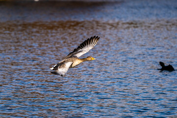 The flying greylag goose, Anser anser is a species of large goose