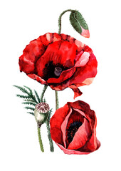 Scarlet poppy flowers on a stem with buds and green leaves in a bouquet. Hand drawn watercolor on white background for design of cards, wedding invitations, print, background, packaging, textiles.