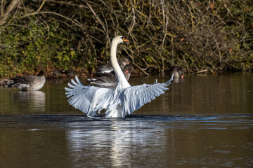 Mute swan, Cygnus olor swimming on a lake