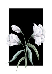 A bouquet of white eustoma flowers with buds in a rectangular frame on a black background. Hand-drawn watercolor for design of cards, wedding invitations, packaging, print, textile, background.