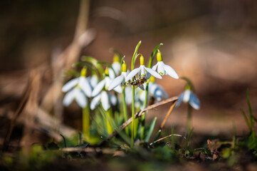 przebisniegi, wiosna, pszczola © Tomasz