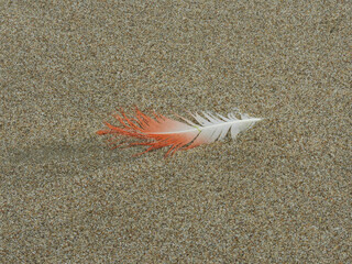Pluma de ave naranja y blanca en la playa
