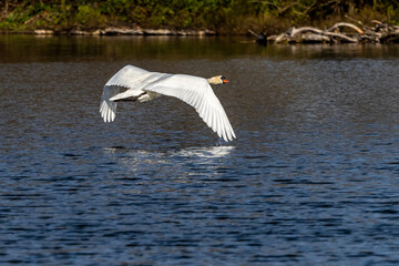 Mute swan, Cygnus olor swimming on a lake