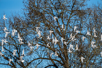 The European Herring Gull, Larus argentatus is a large gull
