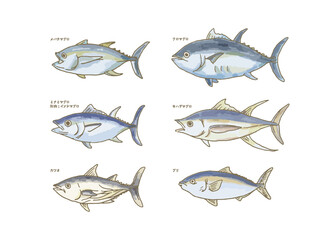 海に生息する魚のイラスト