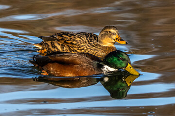 Wild duck or mallard, Anas platyrhynchos swimming in a lake