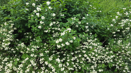 Fototapeta na wymiar green bushes of white jasmine on a summer day