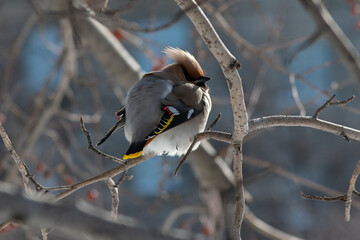 Bohemian Waxwing (Bombycilla garrulus) on a branch	
