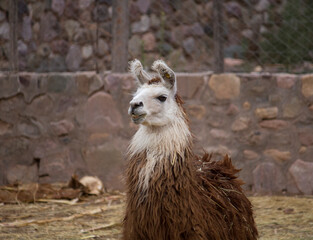 Andean wildlife. Portrait of a llama kept in captivity. Its brown and white fur, long neck, alert ears and smiling muzzle. 