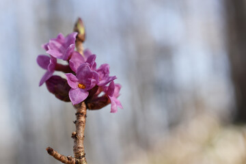 Echter Seidelbast, Daphne mezereum, rosa lila Blüte im Frühling als frühlingshafter Hintergrund