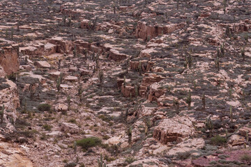 Natural background. Closeup view of the red rock cliff in Humahuaca ravine, Jujuy, Argentina. The desert flora, such as giant cactus Echinopsis atacamensis, growing in the mountain rock.