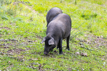 Iberian pig grazing in Spanish countryside