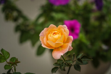 pink rose in garden