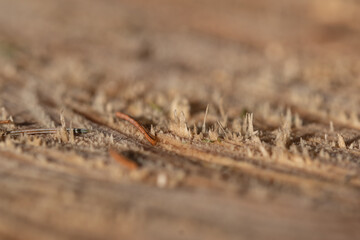 Macro wood cross section. Closeup of round slice of tree with annual rings and cracks.