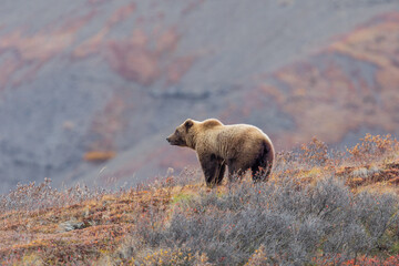 Grizzly Bear in Autumn in Denali National Park Alaska