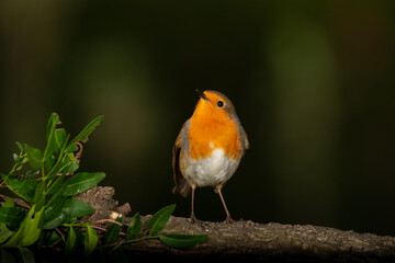 Petirrojo europeo en una rama (Erithacus rubecula)