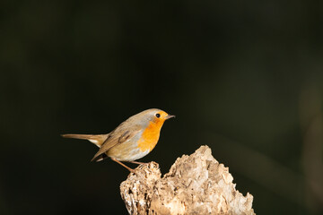 Petirrojo europeo en un viejo tronco  (Erithacus rubecula)
