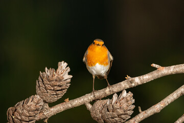 Petirrojo europeo en una piña (Erithacus rubecula)