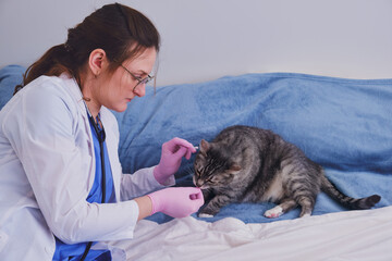 The veterinarian came to the call home to examine a sick cat