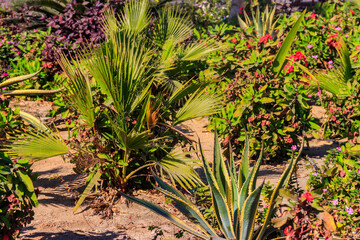 Beautiful flowerbed with small palm trees and other plants