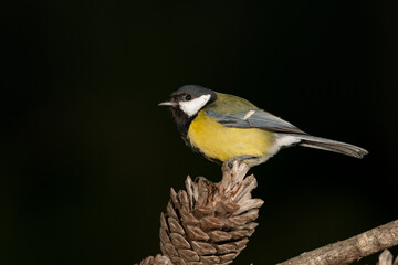 Carbonero común posado en una piña (Parus major)	