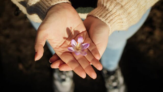 Close up of beautiful crocus flower in female hands at the beginning of spring. Woman opening her palm and revealing a violet or pink blossom. Blooming of flowers in early springtime. Slow-motion, 4K.