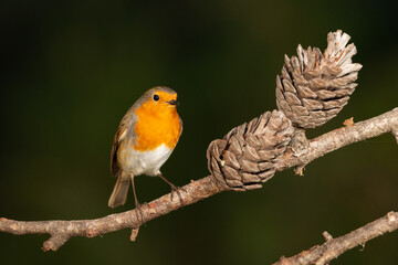 Petirrojo europeo en un pino con piñas (Erithacus rubecula)