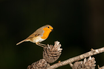 Petirrojo europeo en un pino con piñas (Erithacus rubecula)