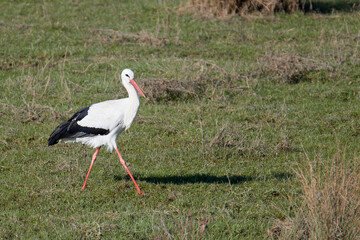 Storch