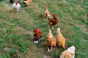 free range chickens in the open feeding on grassed area