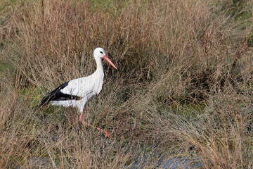 Storch