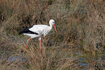 Storch