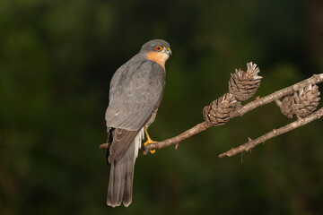 gavilán común macho posado en una rama (Accipiter nisus) Ojén Andalucía España	