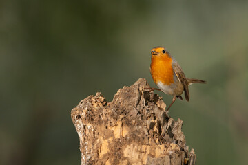 Petirrojo europeo en un tronco viejo y podrido (Erithacus rubecula)