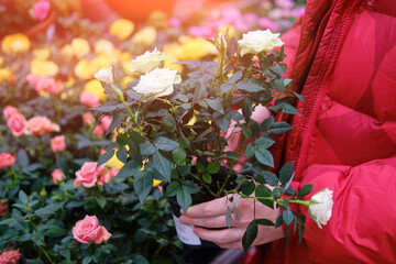 Woman florist chooses roses flowers in shop. Buying indoor plants for home gardening with coronavirus quarantine