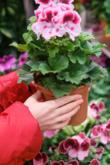 Female gardener hands with a geranium in flower pot, greenhouse store with plants