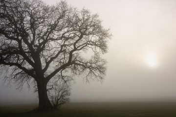 Fototapeta na wymiar Bare tree in the fog in gloomy light atmosphere in winter, tree funeral, forest cemetery