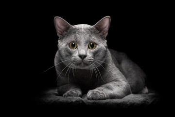 Portrait of a luxurious beautiful gray cat on a dark background. He lies and looks.