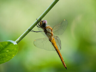 close up of a dragonfly