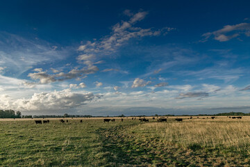 Cattle grazing fields in Argentina