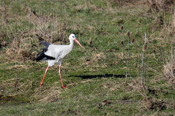 Storch