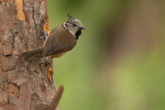 Herrerillo capuchino posado en un troco vertical (Lophophanes cristatus)	