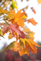 Colorful maple leaves 