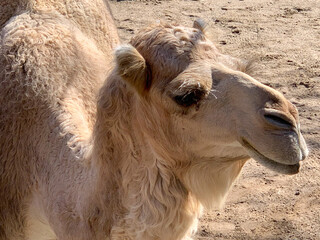 portrait of a camel