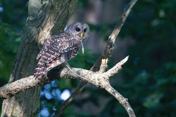 Barred owl 1